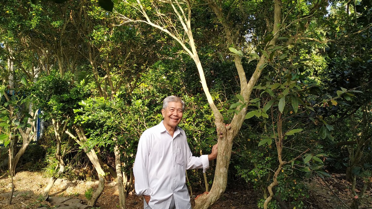 Senior man enjoying nature in a peaceful garden surrounded by lush greenery, capturing the essence of serenity and joy.