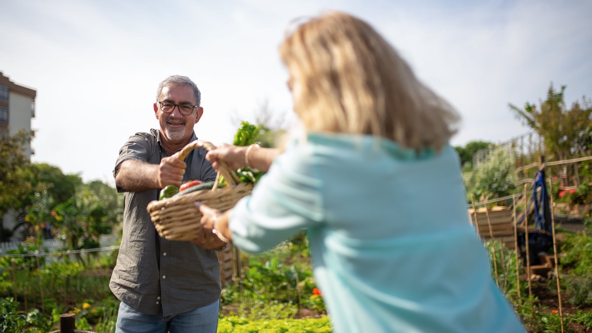 Cheerful senior couple enjoying gardening and harvesting vegetables outdoors in a sunny garden.