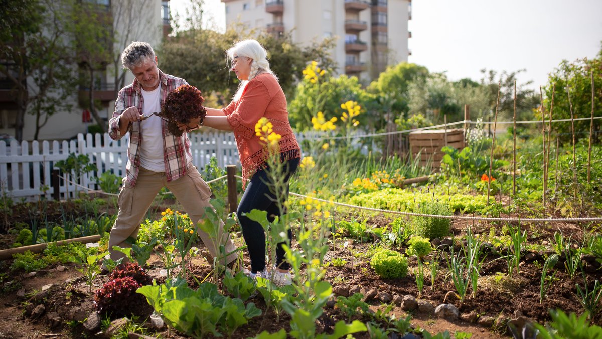 Elderly couple enjoying gardening together in a vibrant urban vegetable garden.